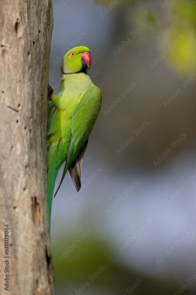 Pair of the rose-ringed parakeet (Psittacula krameri), also known as the ring-necked parakeet, is a medium-sized parrot. Beautiful colourful parrot, cute parakeets perched on a branch. Alexandr Malý Pair of the rose-ringed parakeet (Psittacula krameri), also known as the ring-necked parakeet, is a medium-sized parrot. Beautiful colourful parrot, cute parakeets perched on a branch. Alexandr Malý