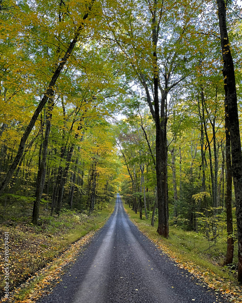 PA State Forest Road in the fall