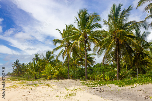 Trees and sand at Itacarezinho beach