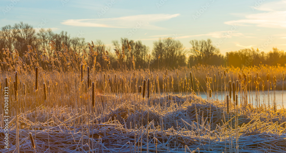 Reed along the edge of a frozen lake under a blue sky in sunlight at sunrise in winter, Almere, Flevoland, The Netherlands, February 8, 2023 Reed along the edge of a frozen lake under a blue sky in sunlight at sunrise in winter, Almere, Flevoland, The Netherlands, February 8, 2023