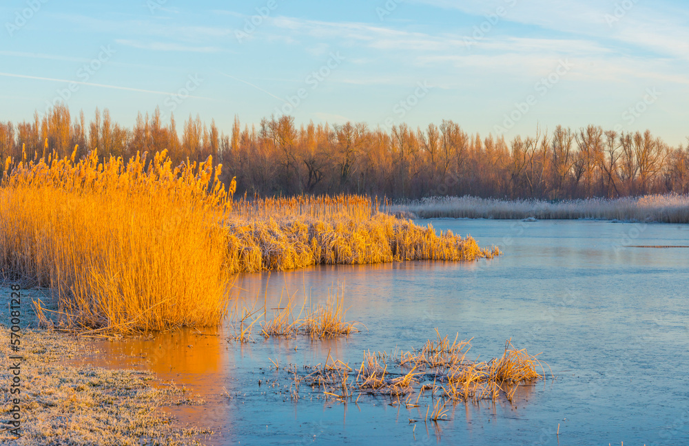 Reed along the edge of a frozen lake under a blue sky in sunlight at sunrise in winter, Almere, Flevoland, The Netherlands, February 8, 2023
