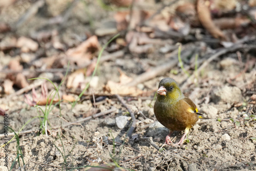 oriental greenfinch in a forest