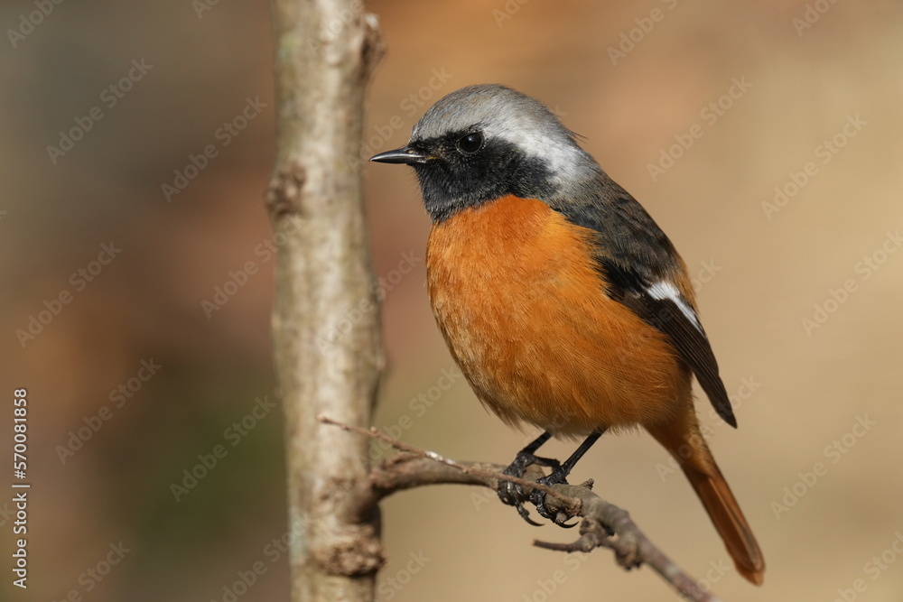 daurian redstart on a perch