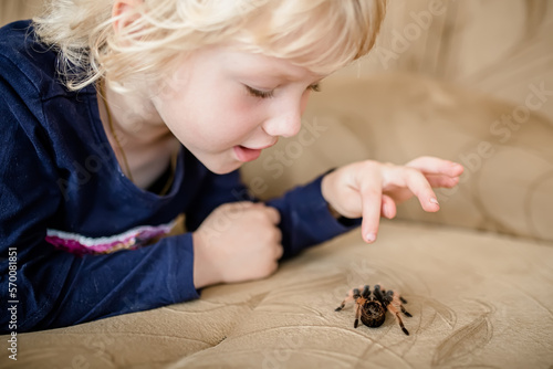 Spider tarantula at home on the couch. A little fearless girl is playing with a terrible spider crawling on the bed. photo