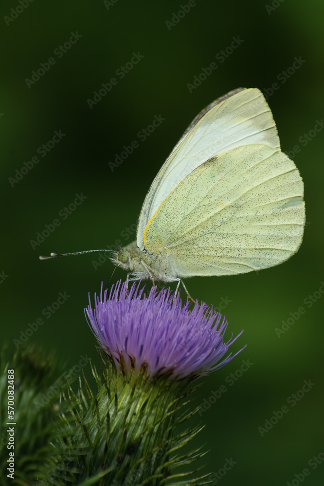 A closeup of adorable Green-veined white butterfly on purple thistle flower A closeup of adorable Green-veined white butterfly on purple thistle flower