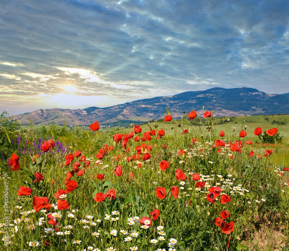Beautiful summer mountain landscape with red poppy and white camomile flowers.