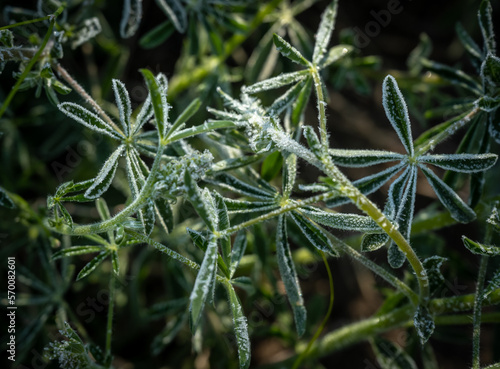 Lupin Leaves Covered In Morning Frost