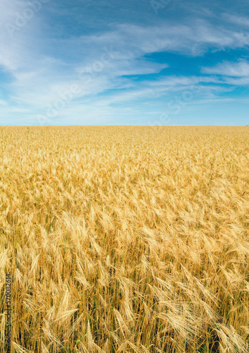 Beautiful summer yellow wheat field and blue sky above. It is a ukrainian flag colors.