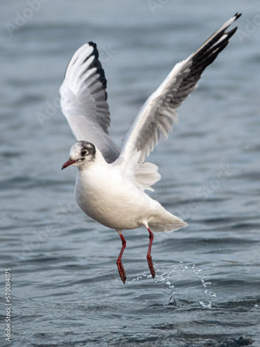  Close-up of Black-headed Gull in winter, Chroicocephalus ridibundus flying close over the water shot from the front