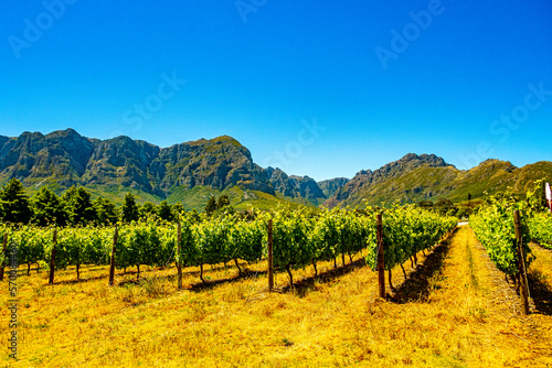 vineyard and mountains in south african stellenbosch wine country
