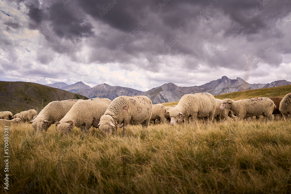 Fototapeta premium sheep in the meadow