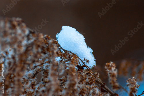 frozen snow on a branch

