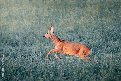 roe deer during sunrise on a meadow in the middle of a sunny day, wild nature, slovakia