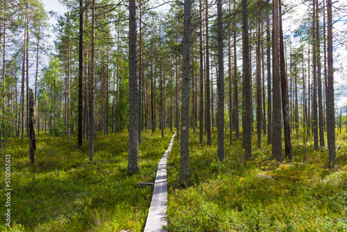 Landscape of the swamps of Patvinsuo National Park, Finland photo