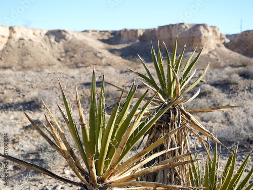 Cactus on desert landscape