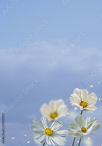 Summer background: Summer flowers white Cosmea flower - in Latin Cosmos Bipinnatus