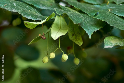 tree seeds on a branch in spring close-up