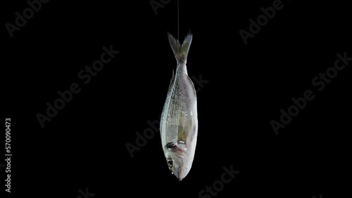 Expensive fresh raw delicacy shiny silver sea bream fish rotates slowly hanging against deep darkness extreme close view