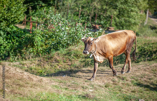 Calf grazing in the pasture