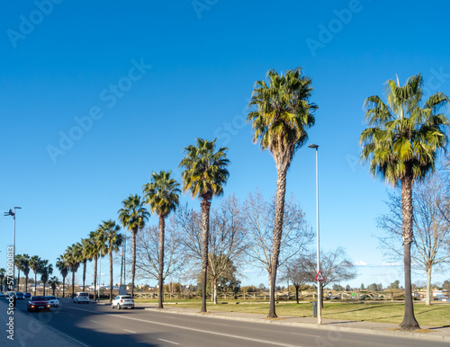 palm trees on the street © Ivanb