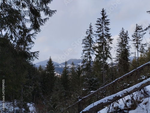 Winter landscapes Carpathians Ukraine.The beautu of winter freshness. photo