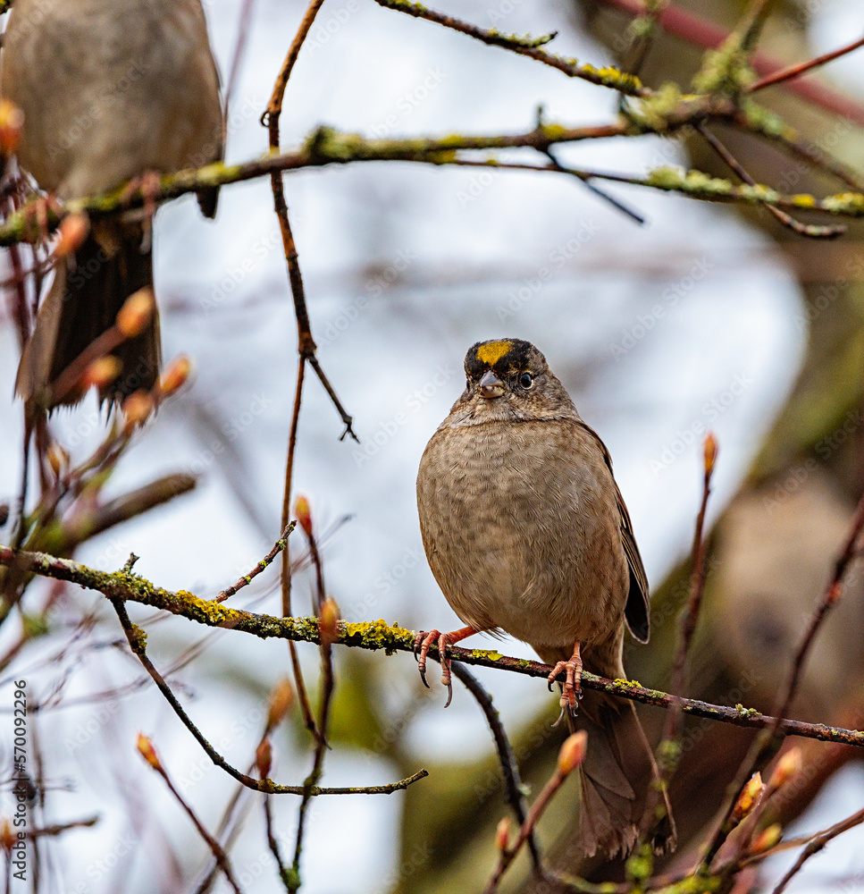 Golden-crowned sparrow perched on tree on a winters afternoon in February