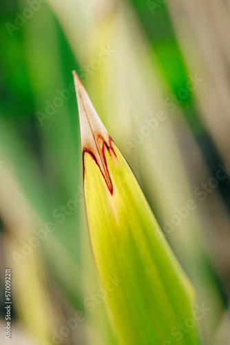 leaf close-up