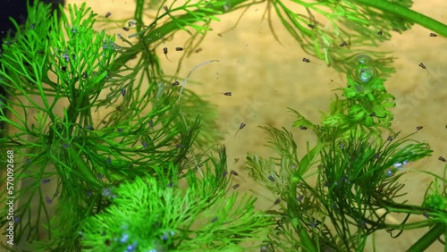 baby betta fish Siamese fighting fish fry swimming on water surface amongst the water plants Sydney NSW Australia photo