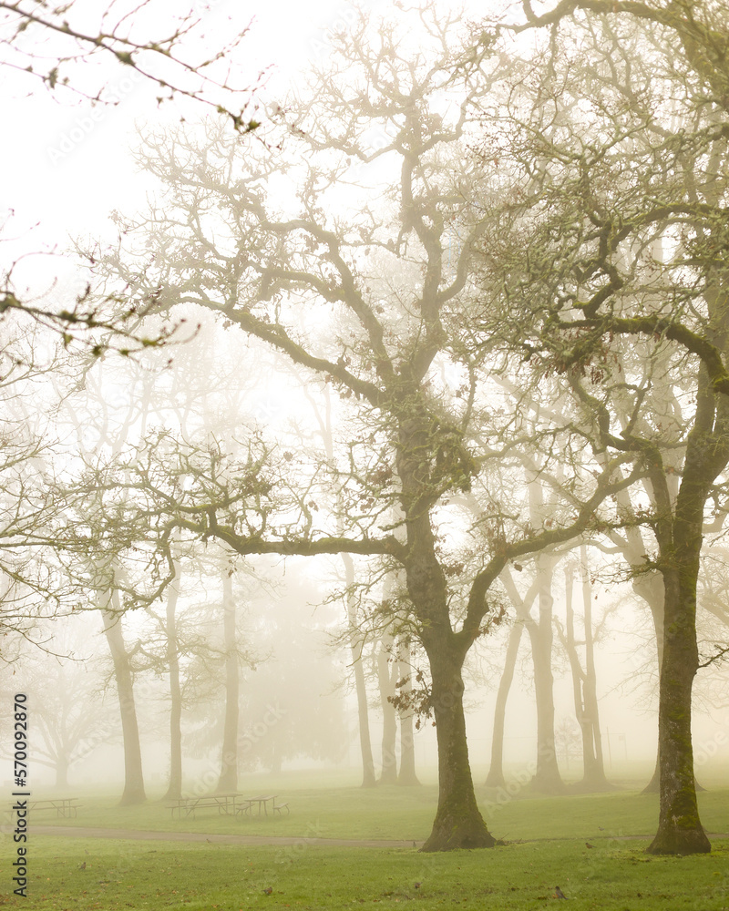 Obraz premium Trees in sunlit mist