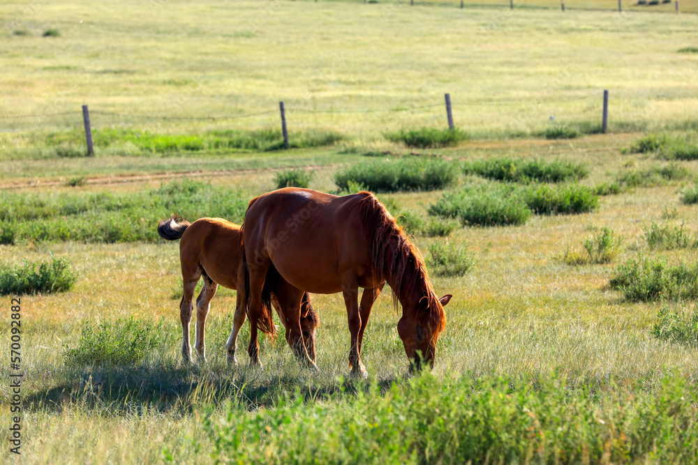 Obraz premium horses in the grasslands