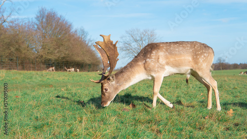 red deer grazing on the meadow in green park