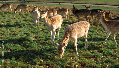 red deer grazing on the meadow in green park