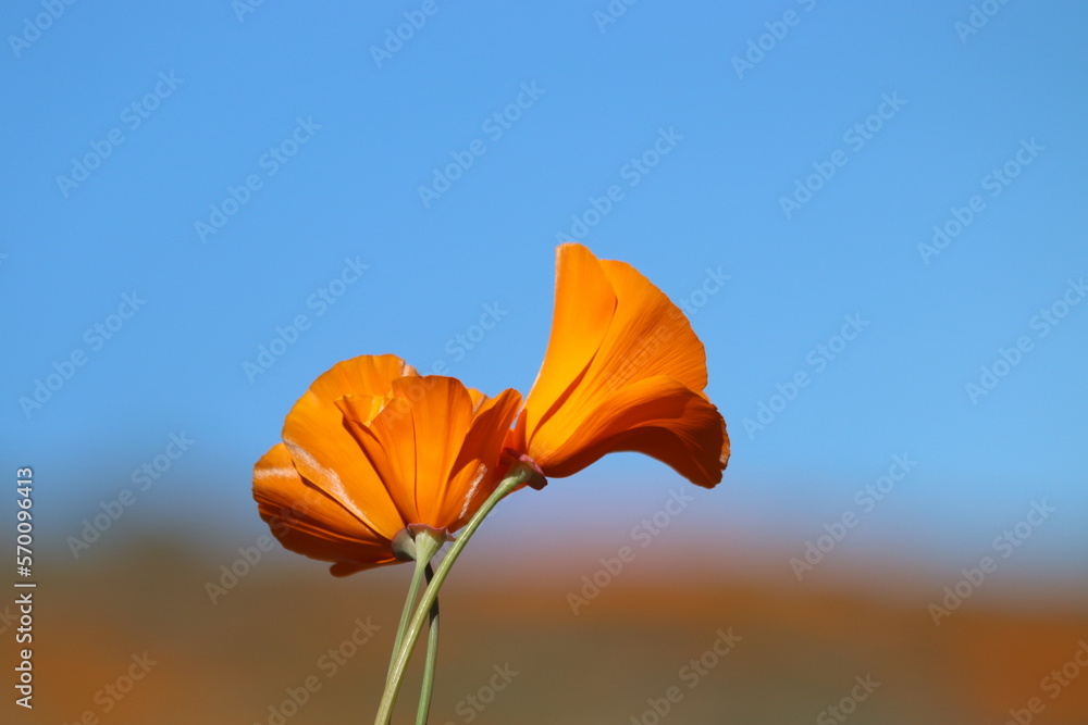 Orange poppies blooming in field in southern California/ Background