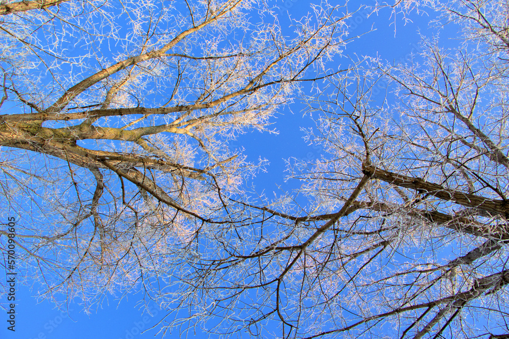 Winterfrost Winterfrost