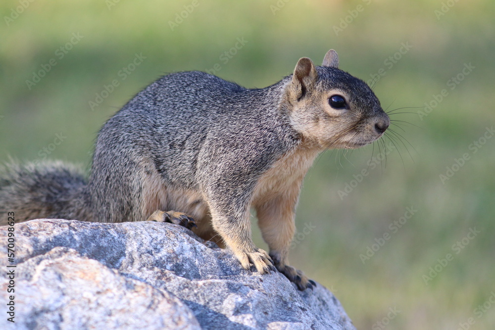 Fototapeta premium Squirrel