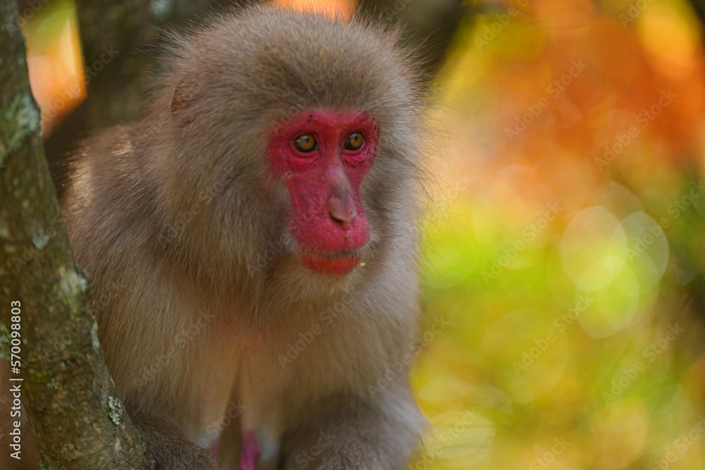 Obraz premium 寒霞渓