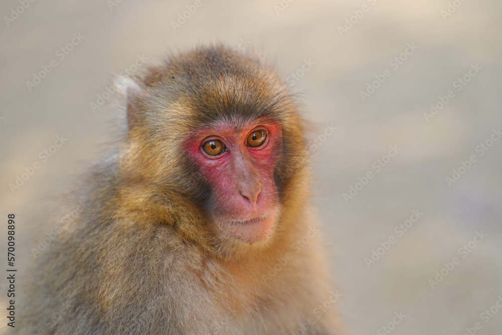 Naklejka premium 寒霞渓