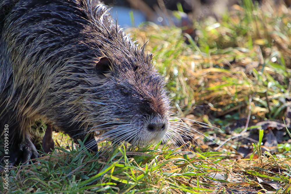 Nutria Nutria