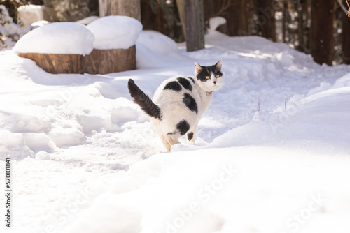 雪の中の猫　cat in the snow © 健二 中村