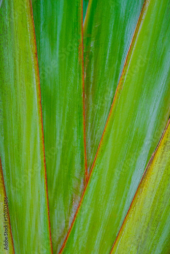 Green and yellow palm fronds wallpaper texture