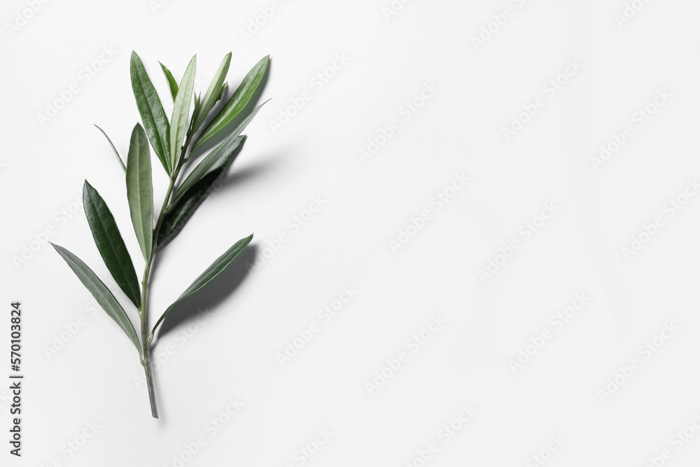 Olive twig with fresh green leaves on white background, top view. Space for text