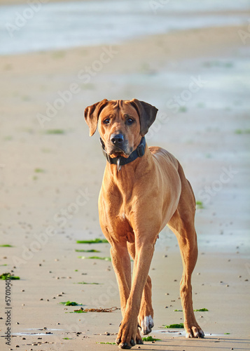 Rhodesian ridgeback dog at the seaside Closeup 