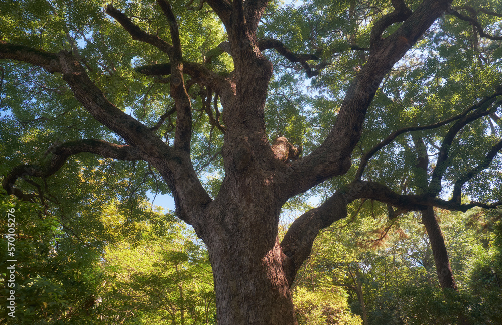 Obraz premium Cinnamomum camphora tree in the Imperial Palace garden. Tokyo. Japan