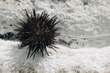 Single murasaki sea urchin shell on white rock