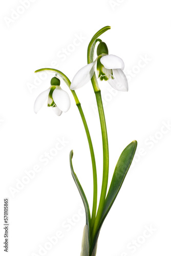 スノードロップ・エルウェシー Galanthus elwesii