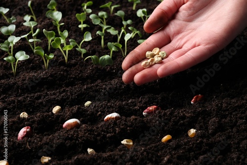 Woman with pea seeds near fertile soil, closeup. Vegetables growing