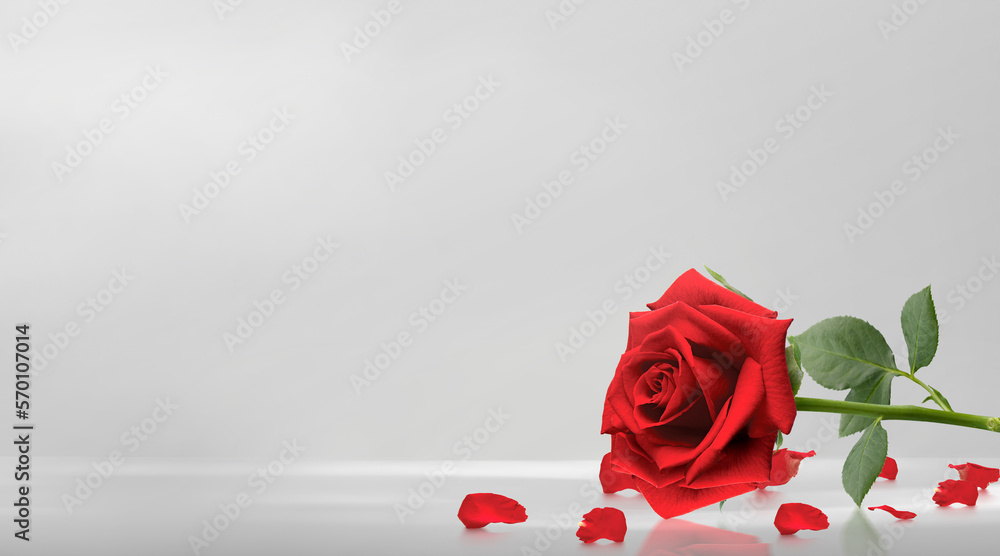 Red roses and rose petals on white background,Valentines day concept