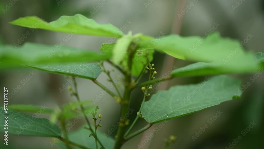 Baliospermum solani folium tree on nature background. Baliospermum solani folium tree on nature background.