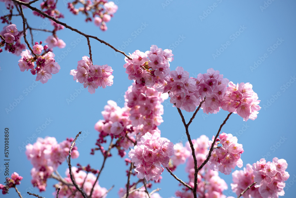 Beautiful cherry blossom sakura in spring time over blue sky. sign of spring