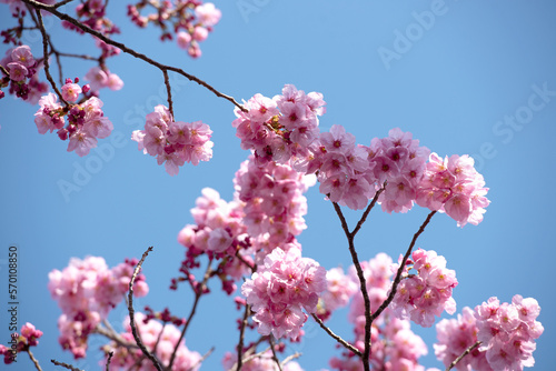 Beautiful cherry blossom sakura in spring time over blue sky. sign of spring